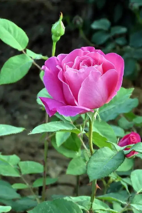 千姿百态的月季花(一)