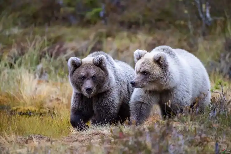 草木谷子老师作品---- 到芬兰去拍棕熊 荣获2020年3月8日 图文精华!