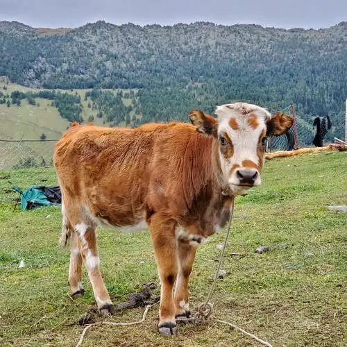 临时决定在路边找蒙古包住宿,晚饭是吃哈萨克人做的羊肉抓饭和羊肉串