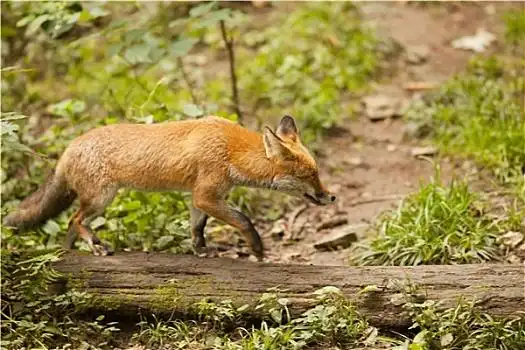 野生狐狸图片