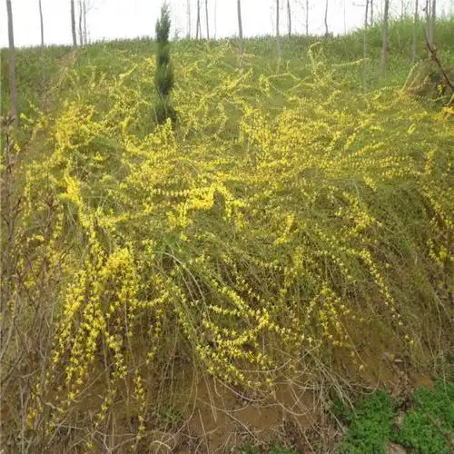 黄金条是什么树