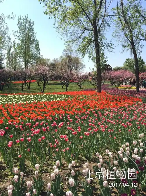 北京植物园郁金香花展