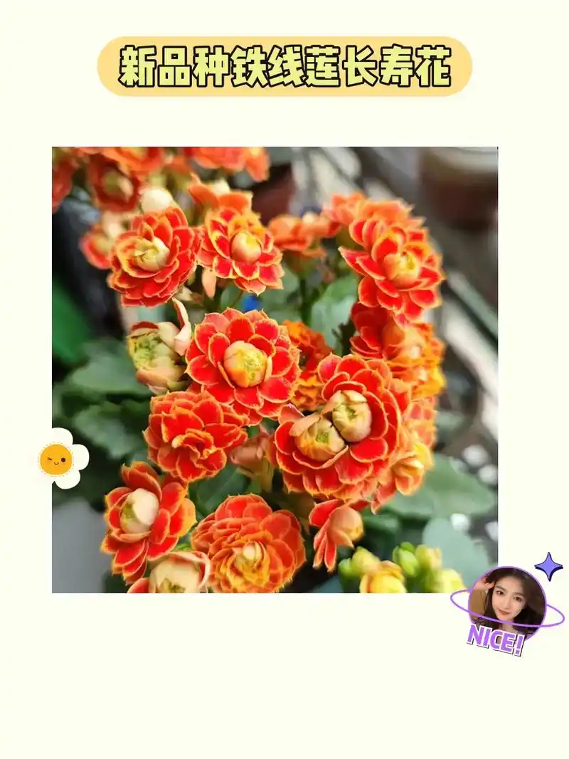 开心花开 室内长寿花,花期绵长98.我这里有一款超赞的新品种 - 抖音