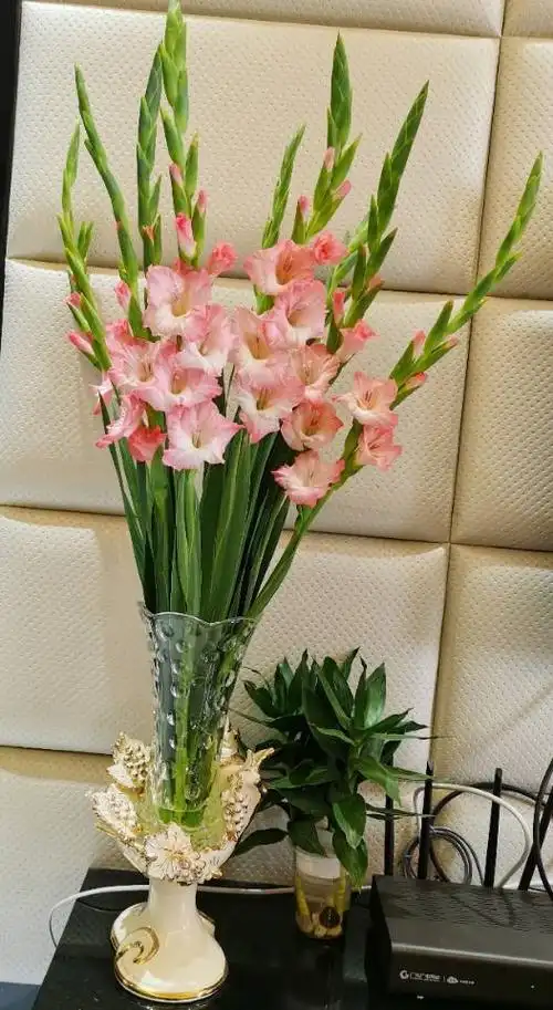 才两天,剑兰就开得很好了,不错!真好看!