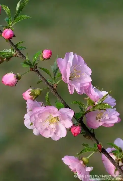 天下奇观浪漫奇台最美不过奇台的花