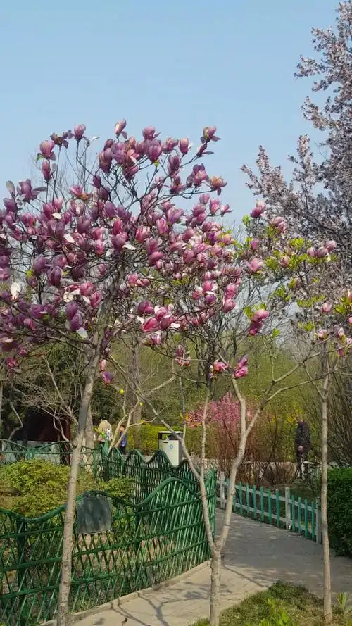 我要上热门#漂亮的花树美丽动人