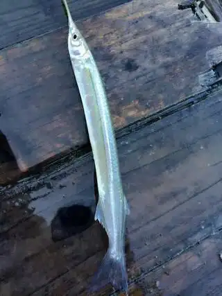 这是什么鱼,叫什么