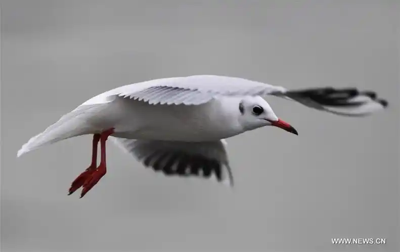 blackheadedgullsseeninchongqing