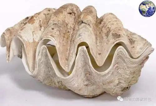 重达六百斤的巨大贝壳,它们是比大熊猫还要珍稀的动物