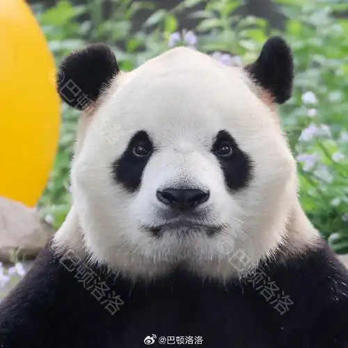 大海的证件照是这样拍成的.    2024.5.10.