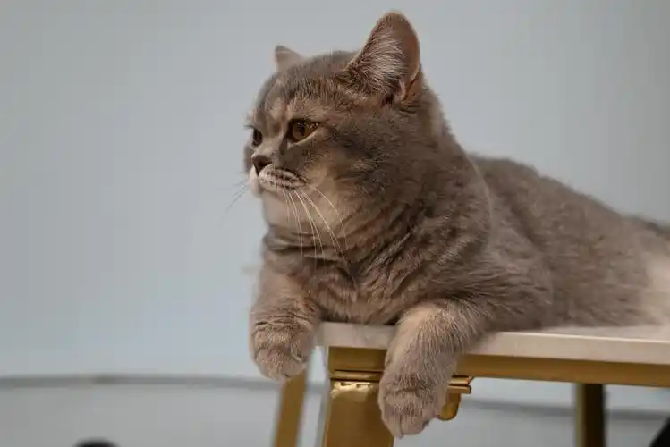 宠小宅宠物服务店