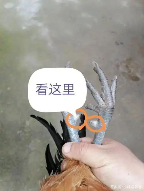 其实非常简单,看它的第五个脚趾.