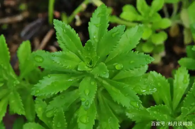 "生态杀手"麒麟草,经韩国实验确认可缓解认知功能障碍