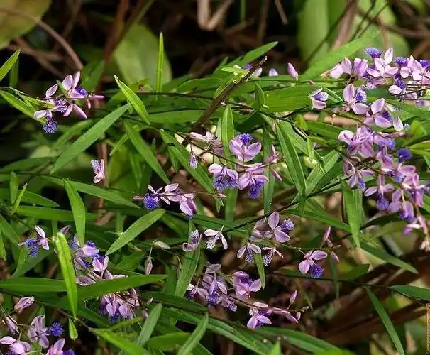 远志,见过吗?能益智慧,耳目聪明不忘,强志,倍力