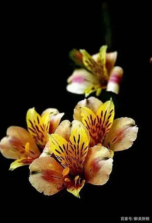 100张世界上最美丽的花朵