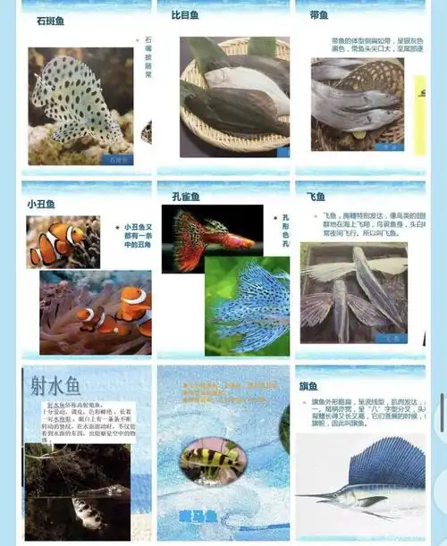 唐山市第五幼儿园小一班《动物全家福》主题活动之「各种各样的鱼」