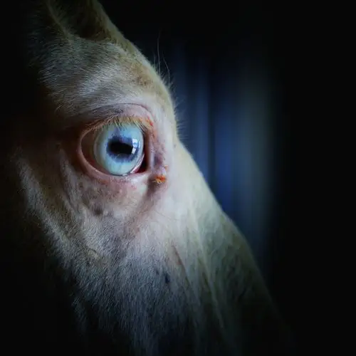 马的眼睛 - 上帝无言207 - 图虫