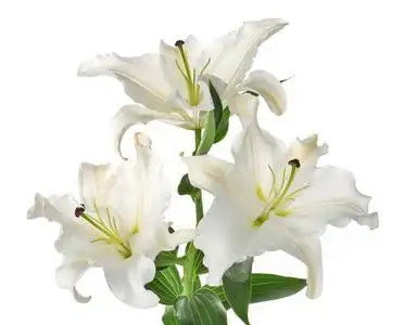 白色背景美丽的百合花.葬礼花照片