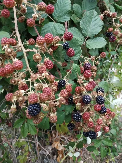 石墙上的野刺梅果实累累.