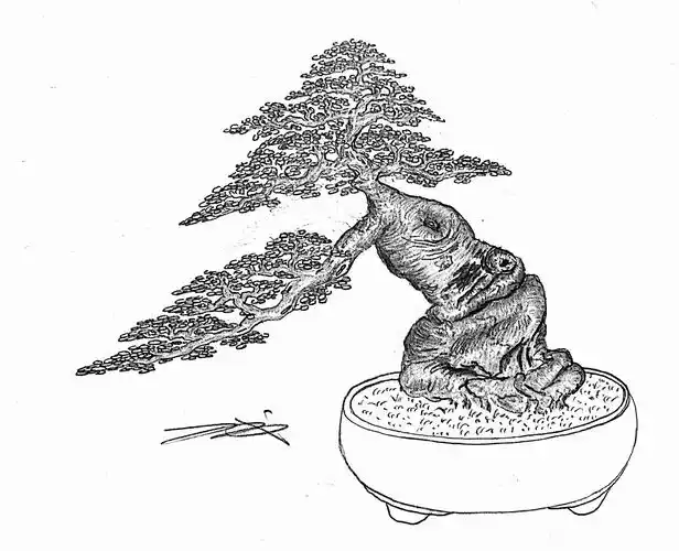 吕绍武手绘盆景设计效果图