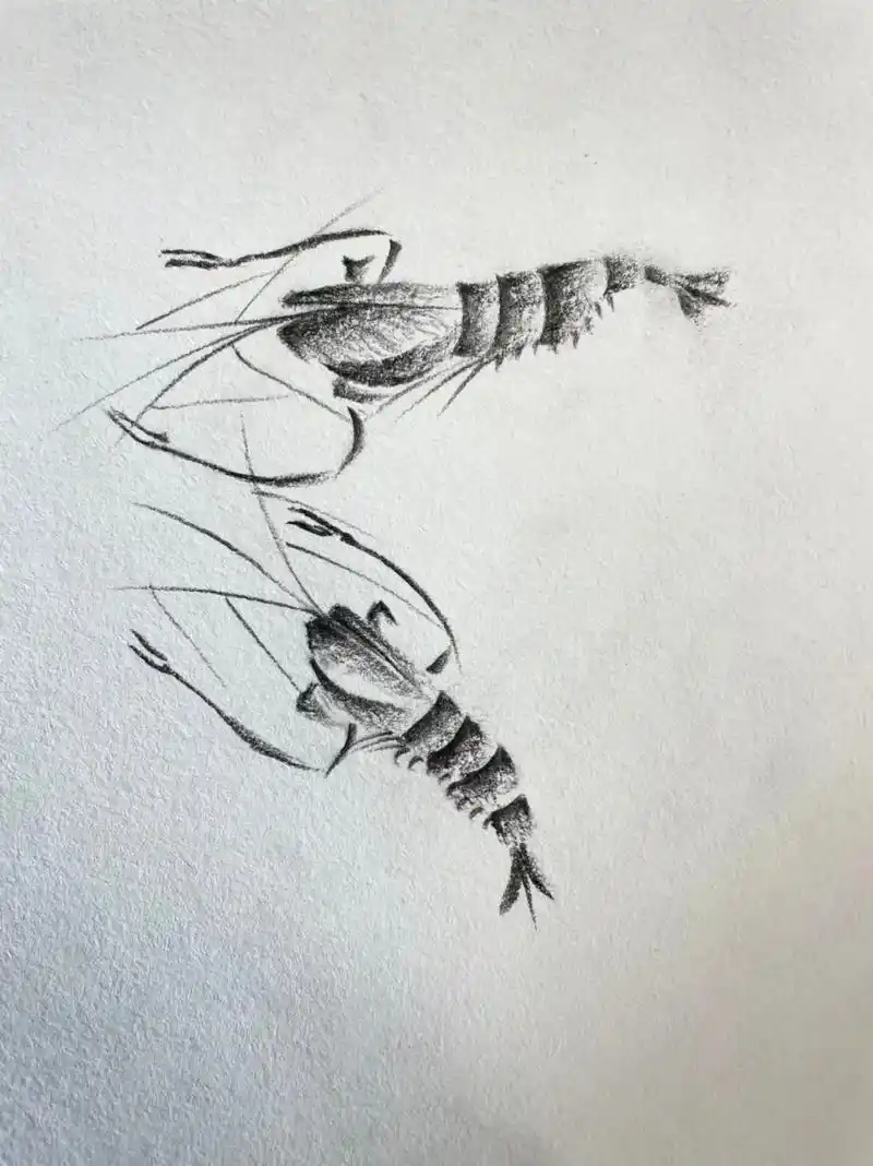 炭笔小画虾,苹果,小鸟#素描 #炭笔画 #儿童美术 #一起学 - 抖音