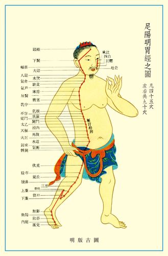 569海报印制海报展板素材242足阳明胃经穴位图 非高清图