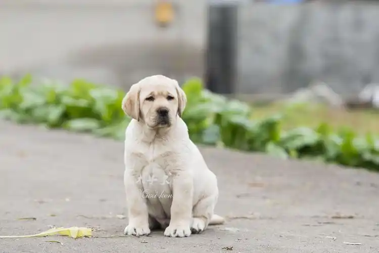 我和拉布拉多的十六年
