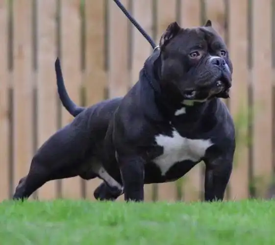 (三十二)火柴聊恶霸——恶霸犬的肌肉与夸张度