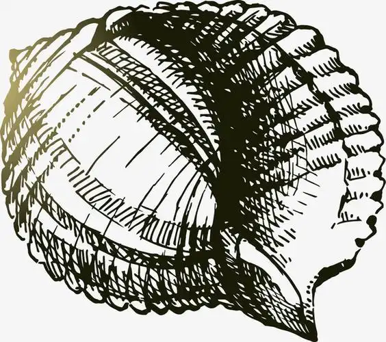 手绘黑色线条海螺