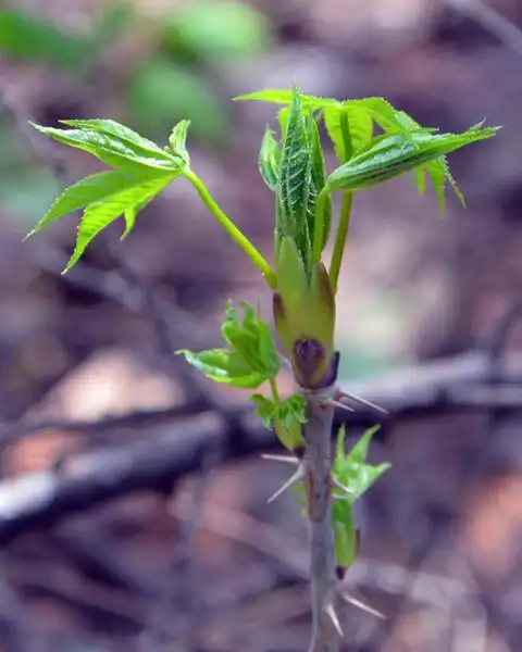 供刺五加苗木1米35万株