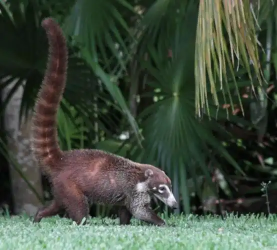 动物科普:白鼻长鼻浣熊