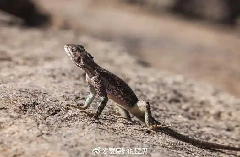 非洲红蜥蜴晒着晒着就红了