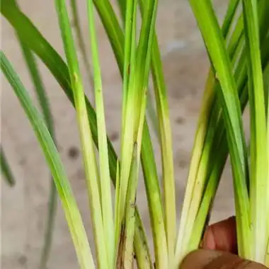 蕙兰新品黄心草