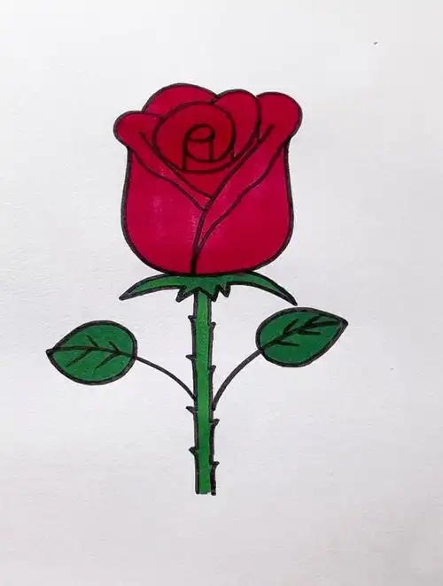 玫瑰花简笔画 一起学画画