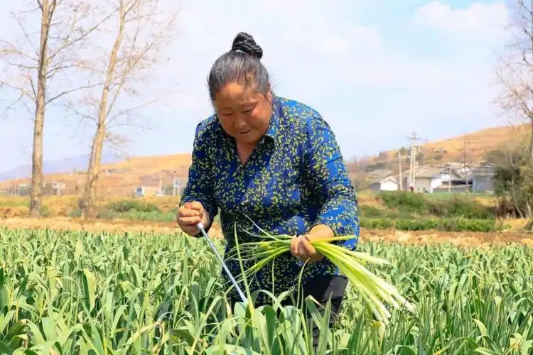 威宁县中水镇:田间丰收忙 乡村美如画