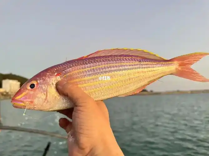 海钓金线鱼野生红杉鱼肉质细嫩东山岛海鲜