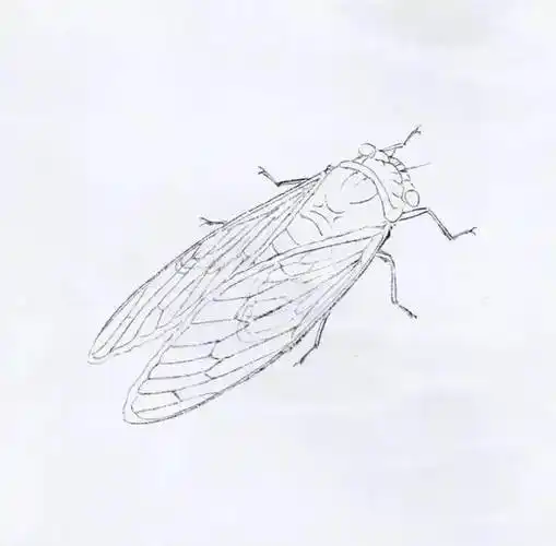 国画教程蝉的工笔画法
