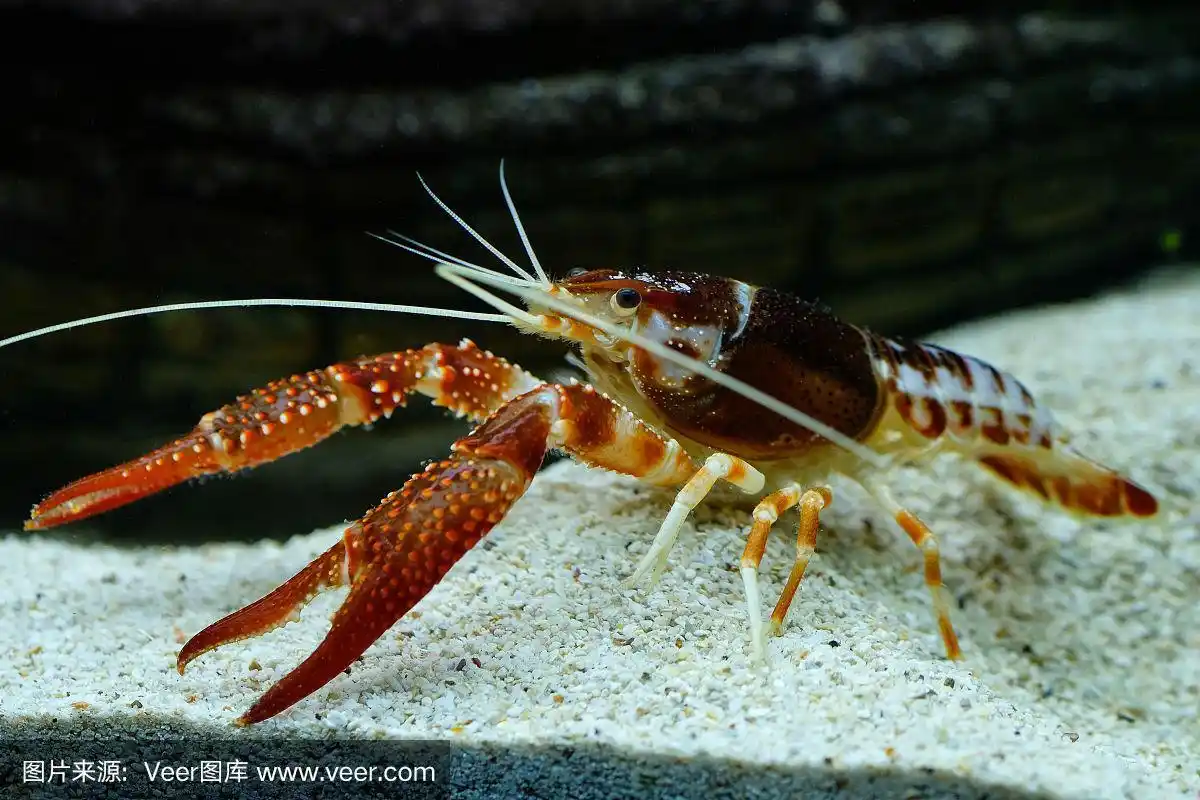 克氏原螯虾幽灵水族馆