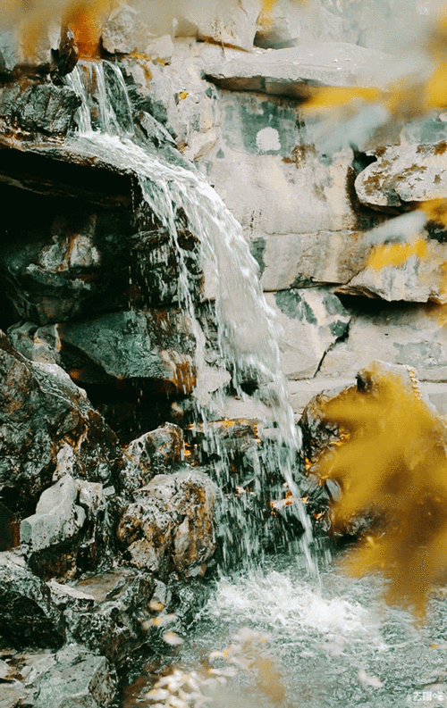 复兴公园(梧桐,枫叶)复兴中路(梧桐)龙华寺(银杏)采风tips:可着文艺