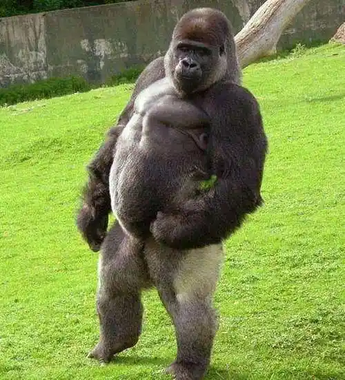 银背大猩猩的实力有多强能一拳把狮子老虎打出屎
