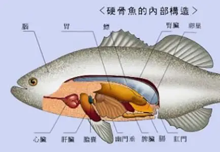 各个部位(八八班 程志锋) 写美篇1,头:控制中心; 2,身:里面有好多器官