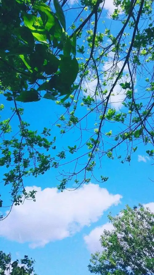 简单的小清新风景