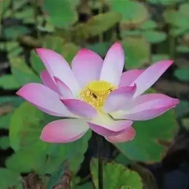 中老年人专用头像莲花