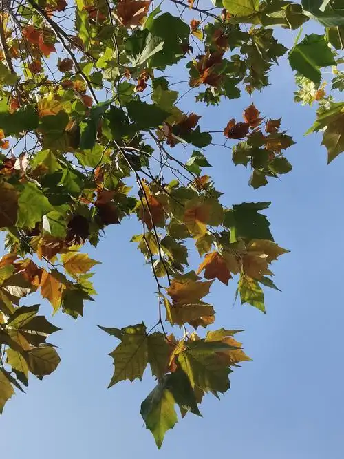 秋末冬初·法桐