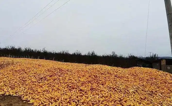 奋进新征程建功新时代万亩玉米大丰收遍地金黄收割忙