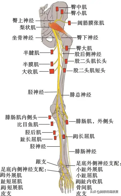 大腿肌肉疼大腿肌肉疼痛用什么药效果好