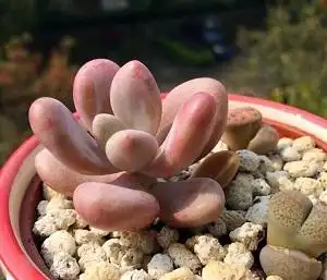 桃美人夏天怎么养