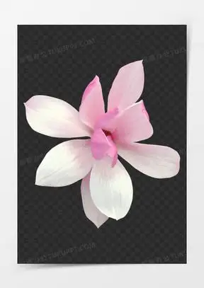 白色花朵 免扣 透明背景 png素材