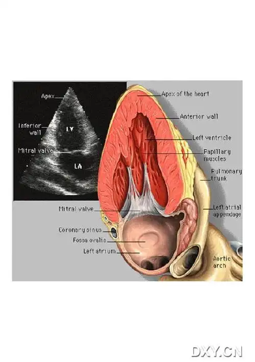 最近学习心脏解剖,发现了一些心脏超声图片,可以用来对比学习.