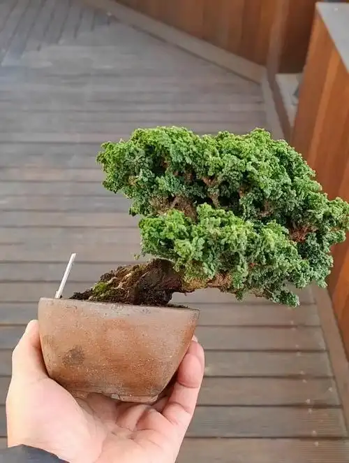 石化桧盆景制作技巧,盆景艺术